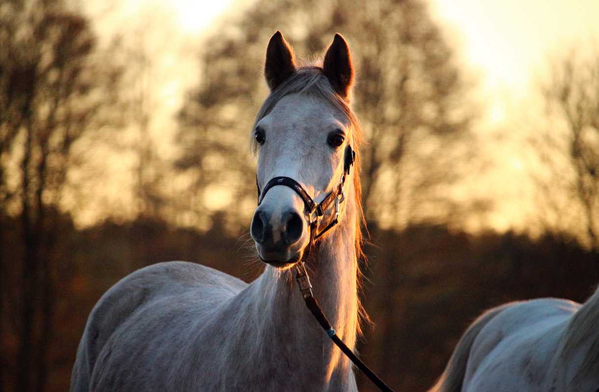 cheval argent