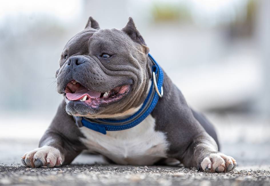 Quelles sont les erreurs à éviter pour éduquer son american bully
